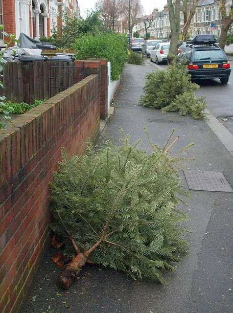 Christmas trees left out after the holiday. Photographed in Clapham, not Dartford: in Dartford, trees are not taken with the brown bin.